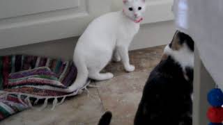 Cute cats play and fight