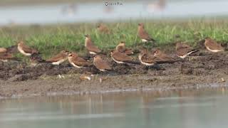 Collared Pratincole Flock at Rudrur Pedda Cheruvu, Telangana