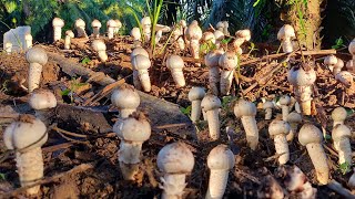 🍄ตั้งแต่ขุดเห็ดโคนหลวงหรือเห็ดปลวกขาวมาไม่เคยเยอะขนาดนี้สุดยอดอีหลีมีแต่ดอกสวยๆขาวเต็มโพน🍄2/9/2565🍄