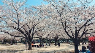 木場公園の桜｜江東区のお花見スポット｜Kiba Park Cherry Blossoms｜Koto-ku Tokyo Japan