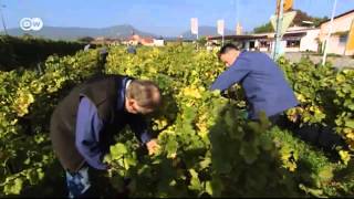 Through the Grapevine - The oldest vines | Euromaxx