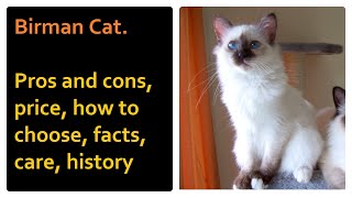 Birman Cat. Pros and Cons, Price, How to choose, Facts, Care, History