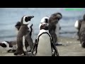 how do penguins survive drinking saltwater the incredible science behind their secret