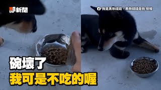 柴犬愛碗被媽倒車壓壞　賭氣拒食：不要扁掉的😤｜狗｜寵物｜飼料｜精選影片