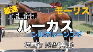 【新馬勝ち上がり】ルーカスを学ぶ上での基礎知識