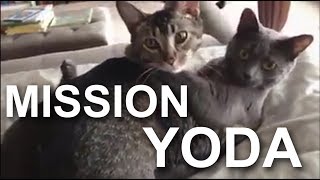 MISSION YODA -  PAROLE DE CHAT (vidéo BONUS de remerciement pour les 100% sur Ulule)