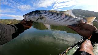 Silverwood Lake  stripers are on fire