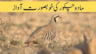 My Best Female Chakor | female chakor voice | maskati chakor voice | zark awaz | Chakor ki awaz