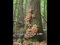 exploring the hidden world of armillaria fungus nature’s underground network armillaria fungi facts