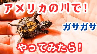 【ガサガサ！In USA！】アメリカの川で生物探索！カメ、ミズカマキリなど！魚と水生昆虫 探索！うちら以外やってる人いない...。