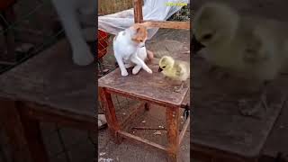 Duck and cat scene#shorts#funny#short#tiktok#trending#trend#cat#dog#viral#status#youtube#whatsap#new