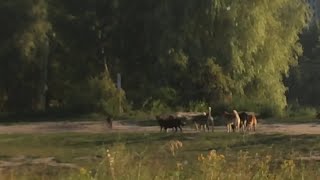 АГРЕССИВНЫЕ СОБАКИ НАПАЛИ НА РЕБЕНКА