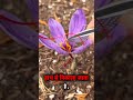 kesar saffron plant shortsvideo facts