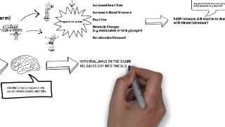 How the body responds to stress