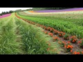 【北海道の絶景】ファーム富田　ラベンダー2011　farm tomita　lavender