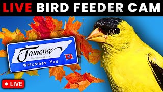 🔴Live Bird Feeder Cam | Watch Birds Migrate! (Nashville,TN)