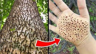 😱 மிகவும் ஆபத்தான மரங்கள் | Five Most dangerous trees | Facts in Tamil | Fact Force Tamil