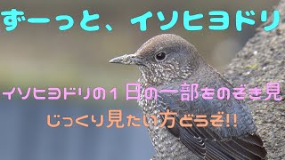 「4K 野鳥」2022.03  イソヒヨドリ  (Blue rock thrush)