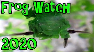 Icecube Feeding Trick | Feeding Tadpoles During Isolation - Frog Watch 2020