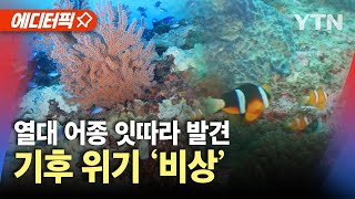 [에디터픽] 심각한 해양 생태계…해수 온도 상승, 기후 위기 '비상' / YTN