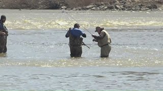 Walleye Run at risk by lingering drought
