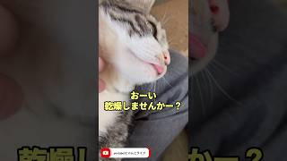 舌をしまい忘れたチビ猫#shorts