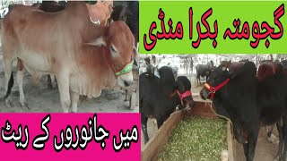 Kahna Bakra Mandi latest update Qurbani 2022(@lahorepunjabda3233 )