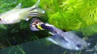 예쁜 열대어 구피 Guppy \u0026 healing 힐링. Healing with beautiful tropical fish Guppy video music.