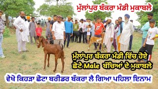 ਮੁੱਲਾਂਪੁਰ ਬੱਕਰਾ ਮੰਡੀ ਮੁਕਾਬਲੇ - Mulanpur Bakra Mandi  Mukable @ILTILANATV