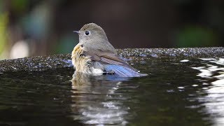 権現山バードサンクチュアリのルリビタキ（雌）の水浴び　その１５（4K60P動画）