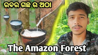 ରବର ଗଛ ର ଅଠା କେମିତି ବାହାର କରିବା | How Natural Rubber Latex is Extracted From Millions of Hevea Trees