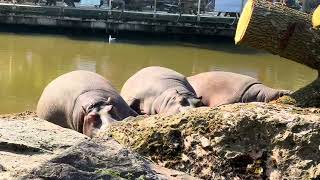 SAFARI PARK BEEKSE BERGEN | HILVARENBEEK NETHERLANDS