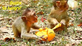 Poor Orphaned Dustin so much hungry, feed Dustin monkey baby with yummy mango