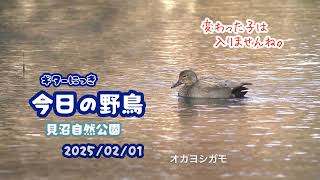 ギター日記　今日の野鳥　・　見沼自然公園　2025年2月1日