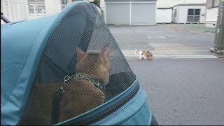 雨がやんでいるうちに猫と早朝の散歩に行くWalking with a cat