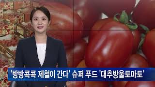 [방방콕콕 제철이 간다] 제철 맞은 ‘대추방울토마토’