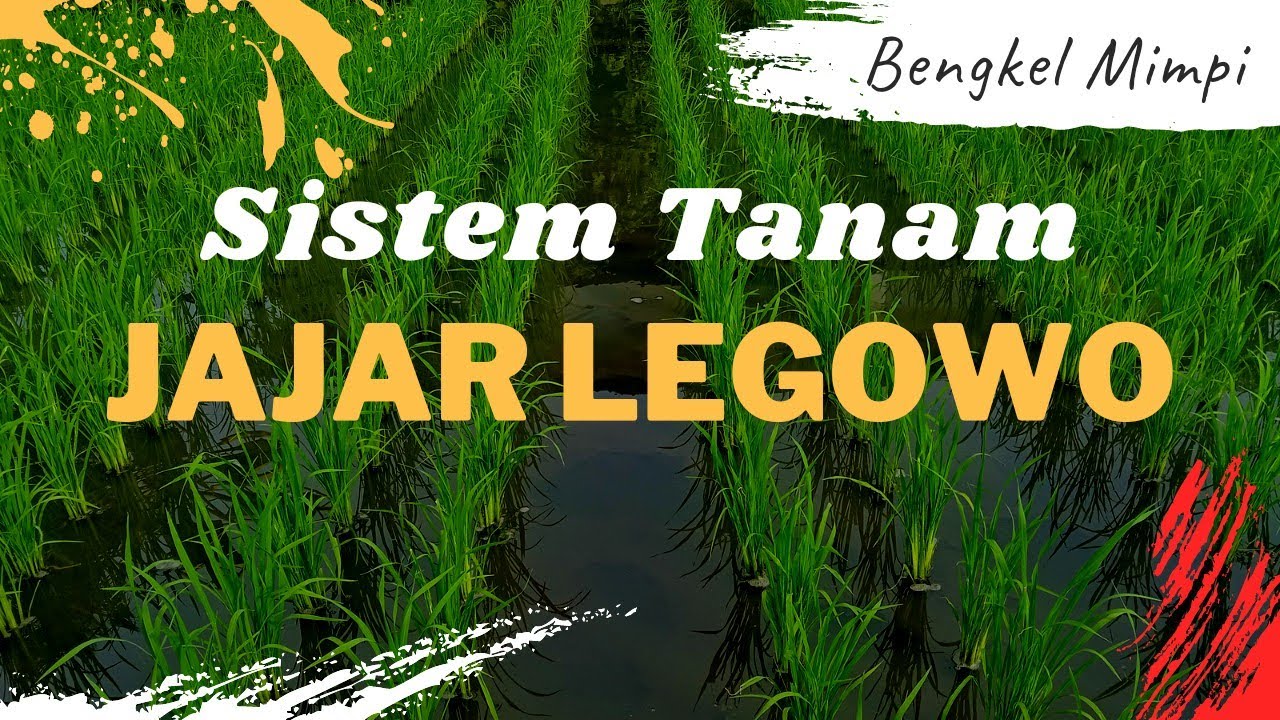 Sistem Tanam Padi Jajar Legowo - YouTube