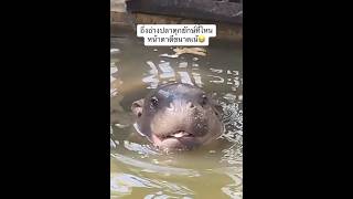 ไหนใครว่ามณีเด้งของแอด😂😂 #ad #animals #hippo #fpy #shortvideo