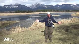 Birding Basics with Sneed & Braden Collard