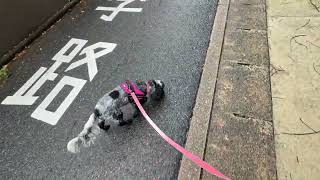 【ドッグトレーナーの幸せ犬育て】今日のお散歩