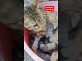 anne kedi yavrularını koruyor cat cats catshorts kedi kediler yavrukedi