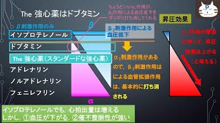 【昇圧薬】教えて！ぷー先生！昇圧薬について　第２話　昇圧薬の使い分けについて