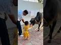 Wow mai cow ko roti khilaungi #cute #kids #baby #cow #cowvideos