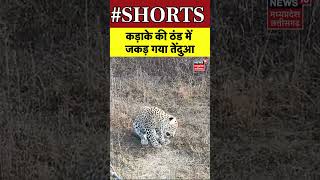 Shorts : कड़ाके की ठंड में जकड़ गया तेंदुआ | Tiger Viral Video | Katni News | MP News | N18S