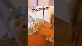 This cat was surprised after her ferret friend's gone 🥹💕 #shorts #mademesmile #ferret