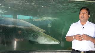 Arapaima - Arapaima #arapaimagigas