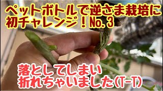 【家庭菜園】トマト🍅のペットボトルで吊り下げ栽培に初チャレンジ！No.3