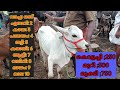 ചന്തയിലെ രഹസ്യഭാഷ കച്ചവടം പഠിക്കാം vaniyamkulam kuzhalmannam buffalo tech and vlogs