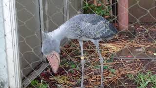 飼育員さんの所に行くハシビロコウ　ハトゥーウェ　上野動物園