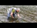 Momento, la liberación del salmón de 6 kg pesca a mosca tradicional en un rio de Asturias, España.